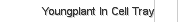 Youngplant In Cell Tray 